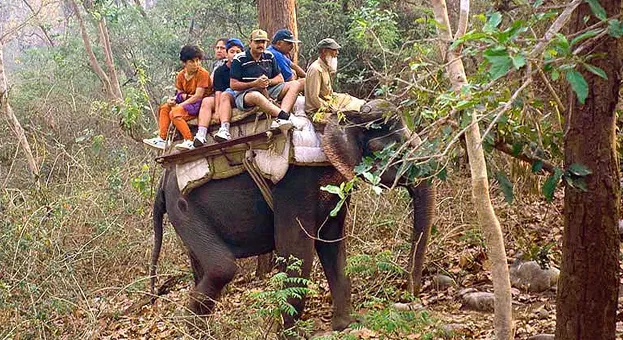 Elephant Safari